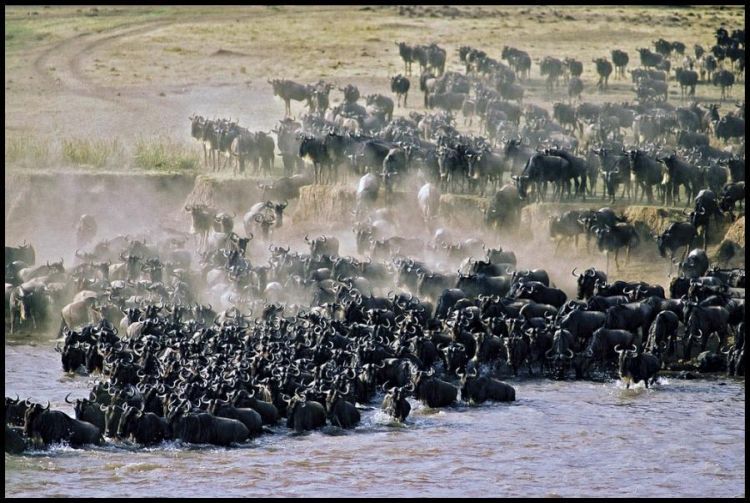 migration of wild animals
