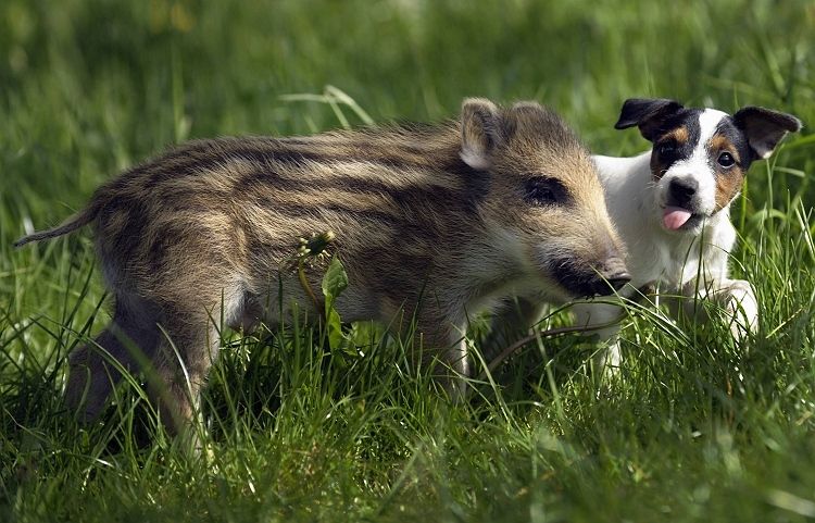 dog and pig