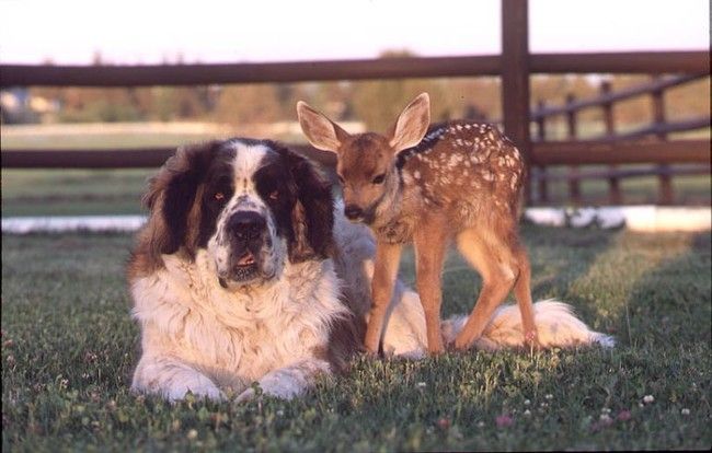 unusual animal friends