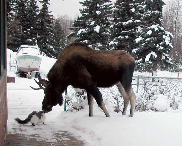 unusual animal friends