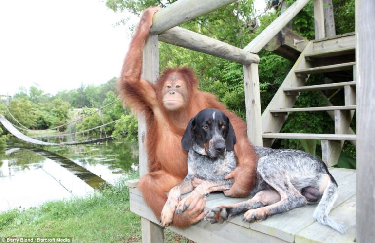 unusual animal friends