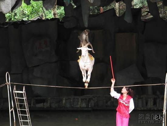 goat on a rope