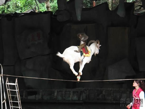 goat on a rope