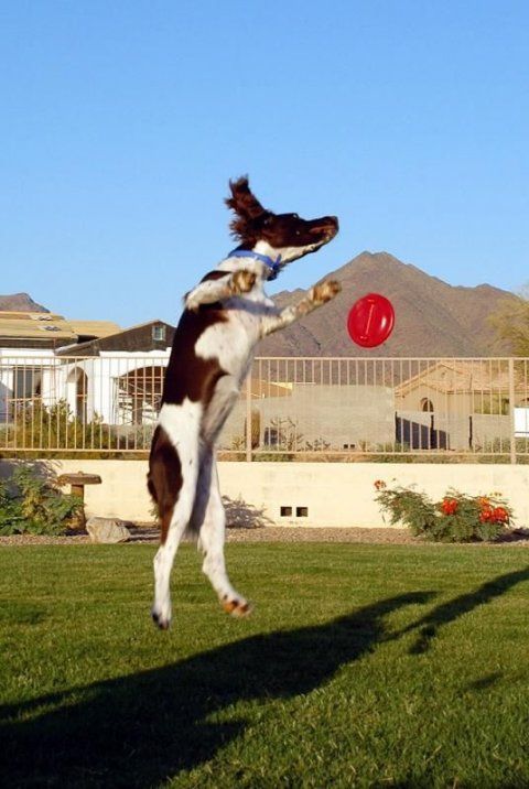 dog acrobat