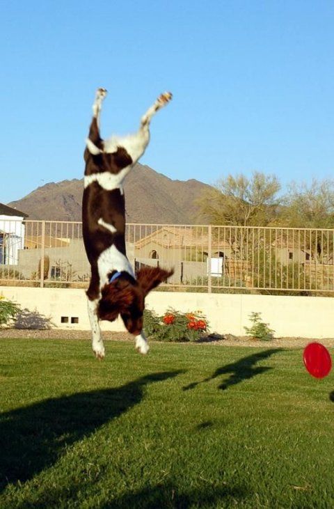 dog acrobat