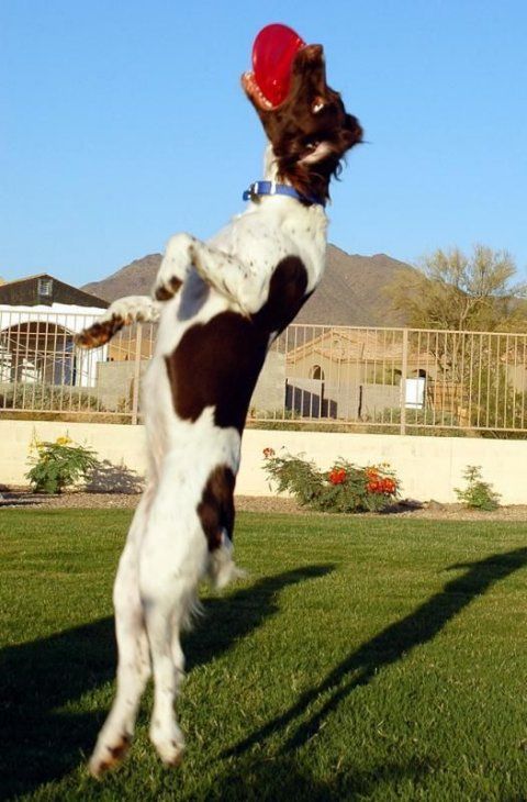 dog acrobat