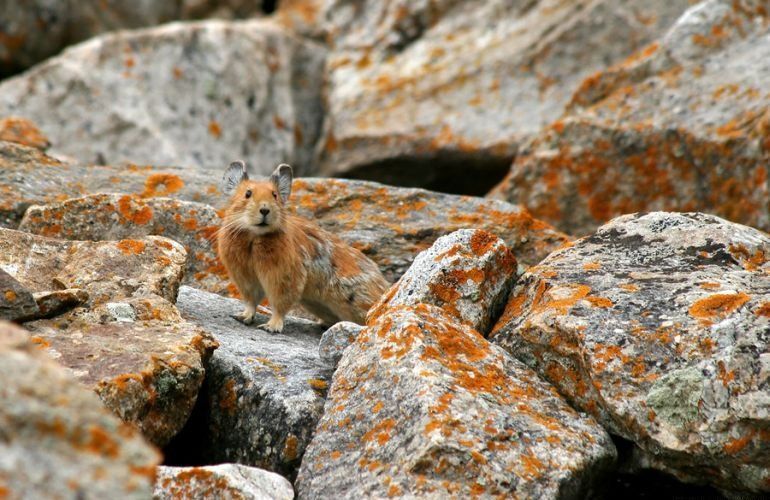 camouflage animals