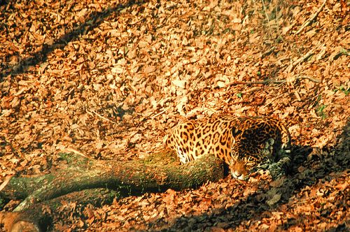 camouflage animals