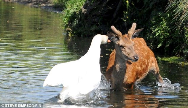 deer against a swan