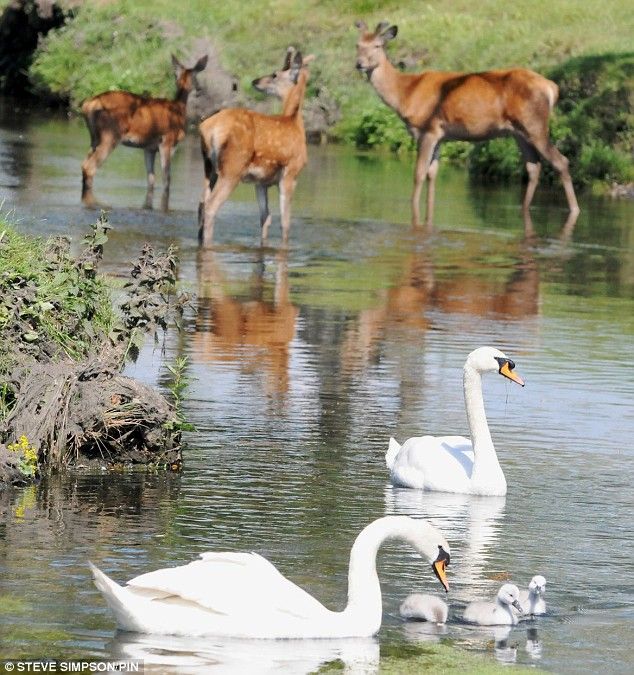 deer against a swan