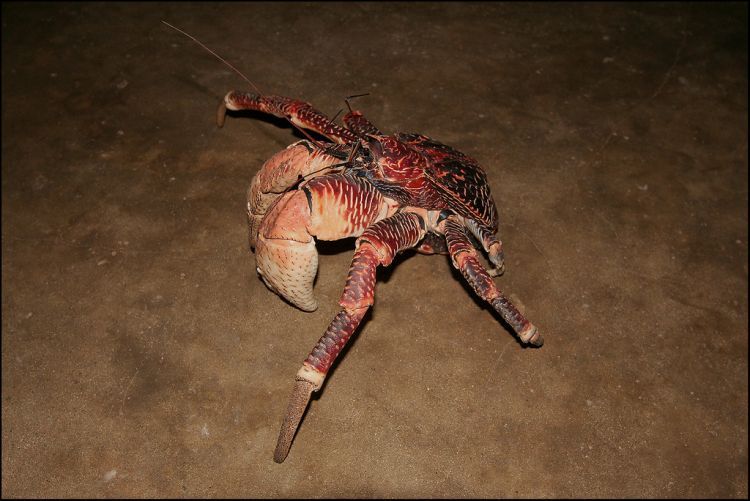 coconut crab