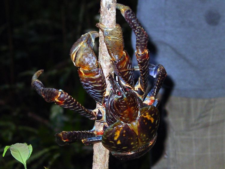 coconut crab