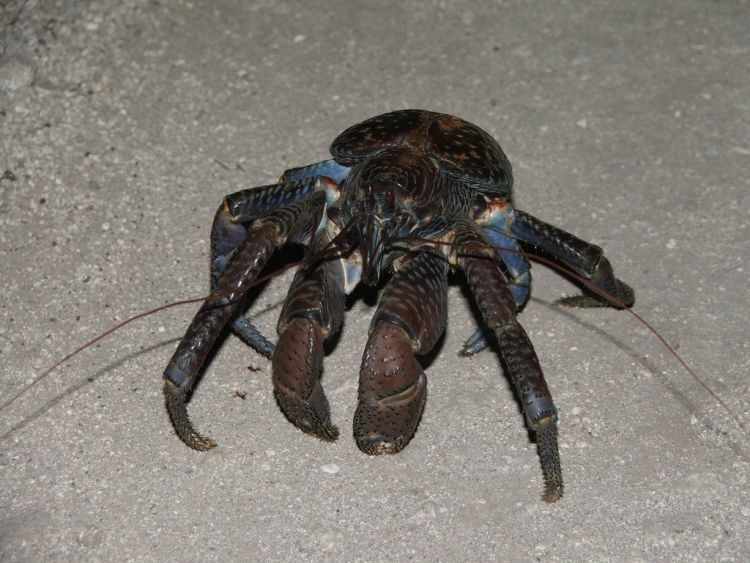 coconut crab