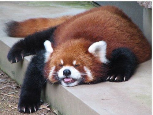 red panda or firefox