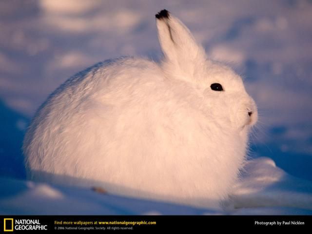 Animal and wildlife photography by National Geographic