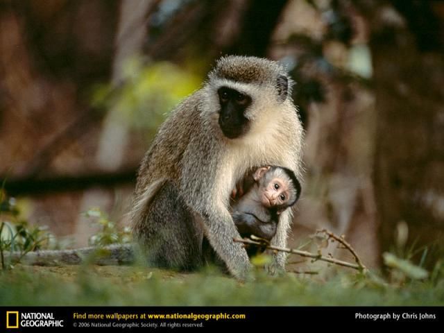 Animal and wildlife photography by National Geographic