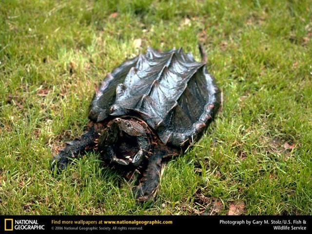 Animal and wildlife photography by National Geographic