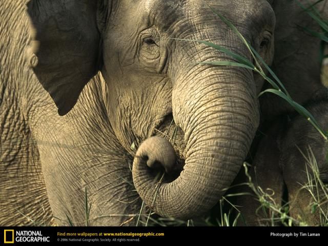 Animal and wildlife photography by National Geographic