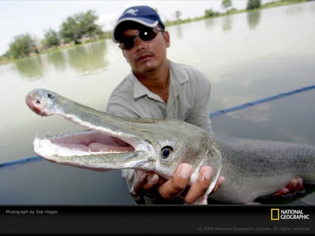 Animal and wildlife photography by National Geographic