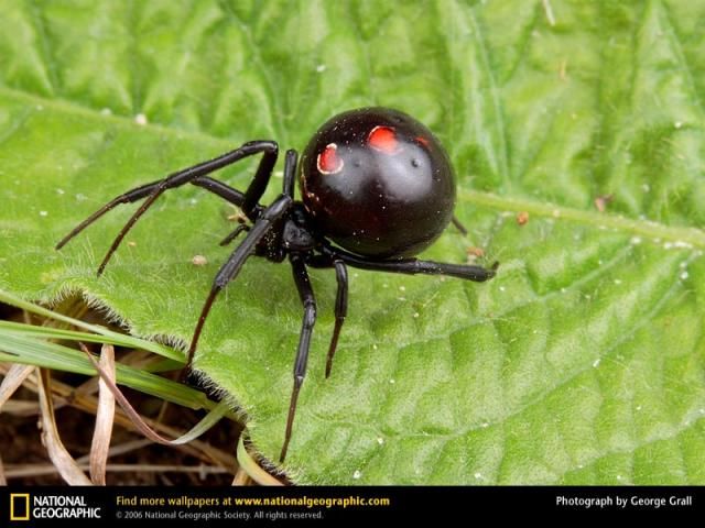 Animal and wildlife photography by National Geographic