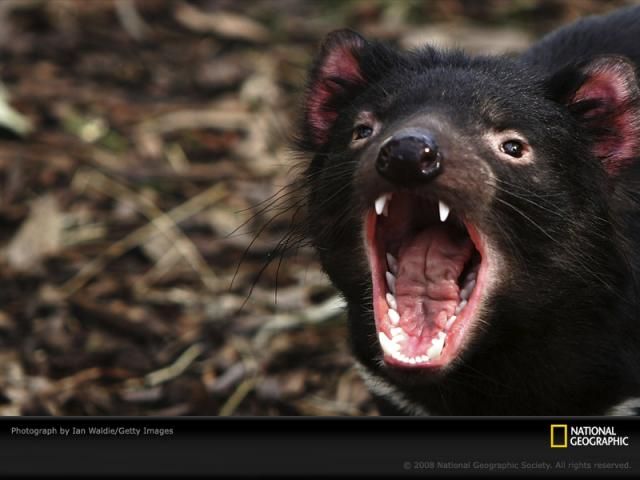 Animal and wildlife photography by National Geographic