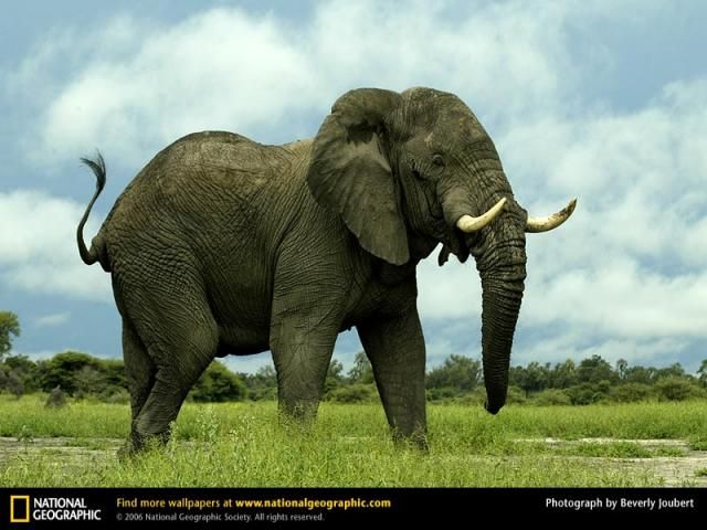 Animal and wildlife photography by National Geographic