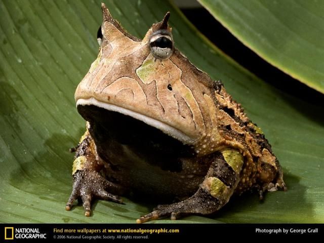 Animal and wildlife photography by National Geographic