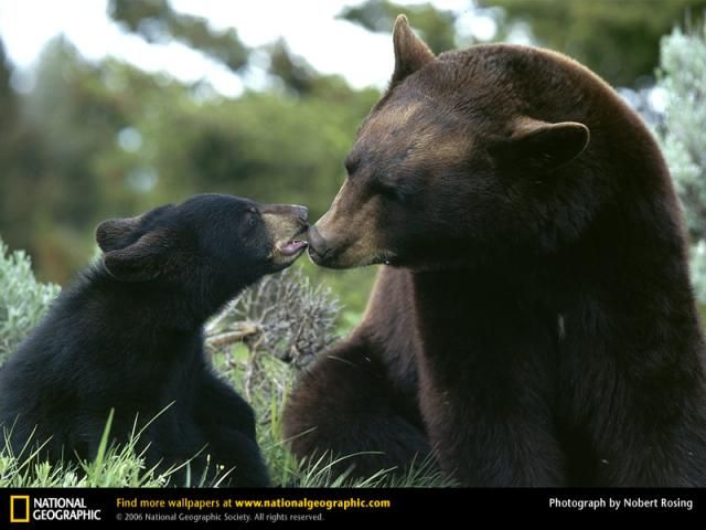 Animal and wildlife photography by National Geographic