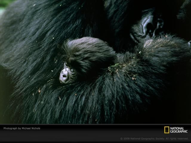 Animal and wildlife photography by National Geographic