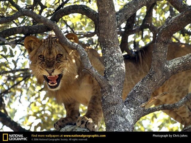 Animal and wildlife photography by National Geographic