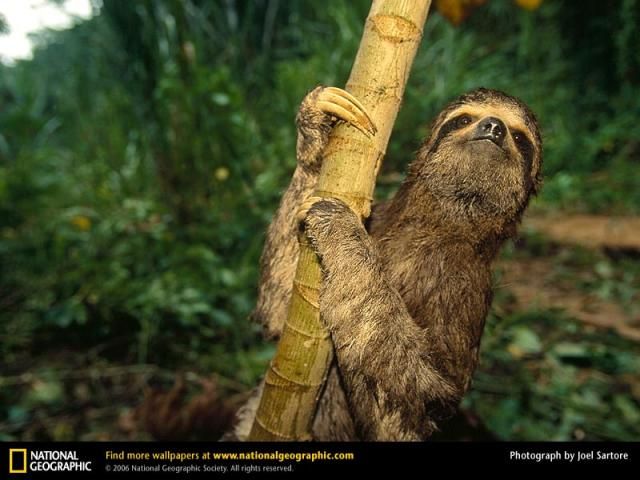 Animal and wildlife photography by National Geographic