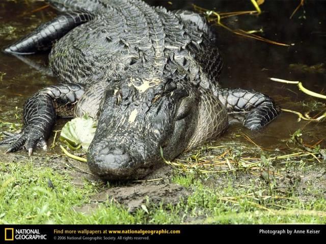 Animal and wildlife photography by National Geographic