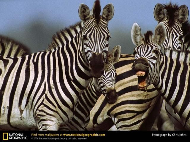 Animal and wildlife photography by National Geographic