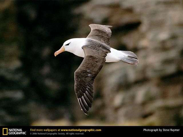 Animal and wildlife photography by National Geographic