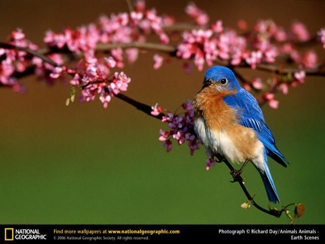 Animal and wildlife photography by National Geographic