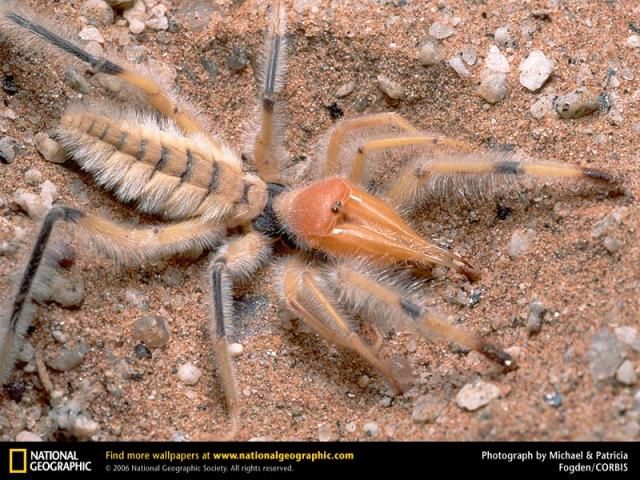 Animal and wildlife photography by National Geographic