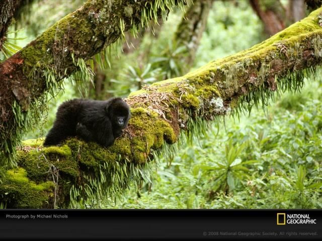 Animal and wildlife photography by National Geographic