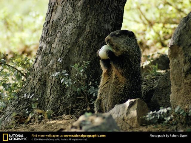 Animal and wildlife photography by National Geographic