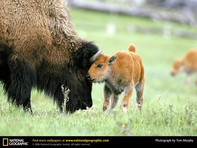 Animal and wildlife photography by National Geographic