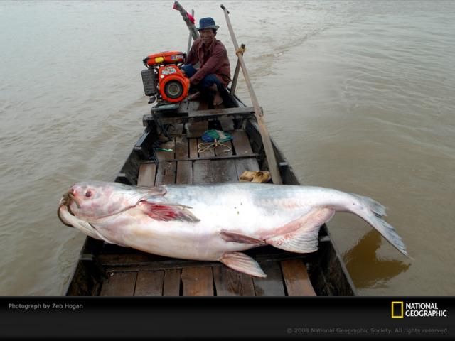 Animal and wildlife photography by National Geographic