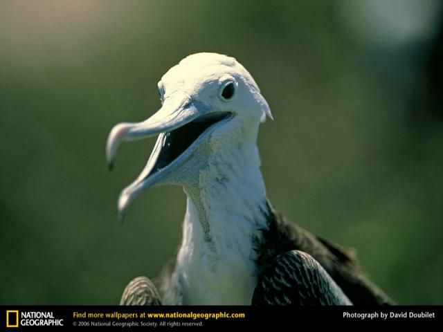 Animal and wildlife photography by National Geographic