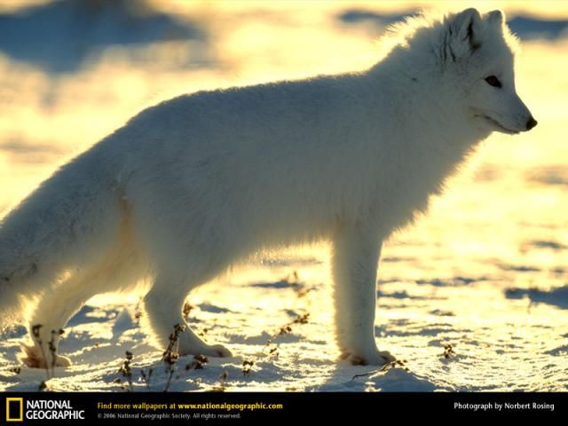 Animal and wildlife photography by National Geographic