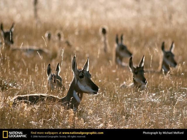 Animal and wildlife photography by National Geographic