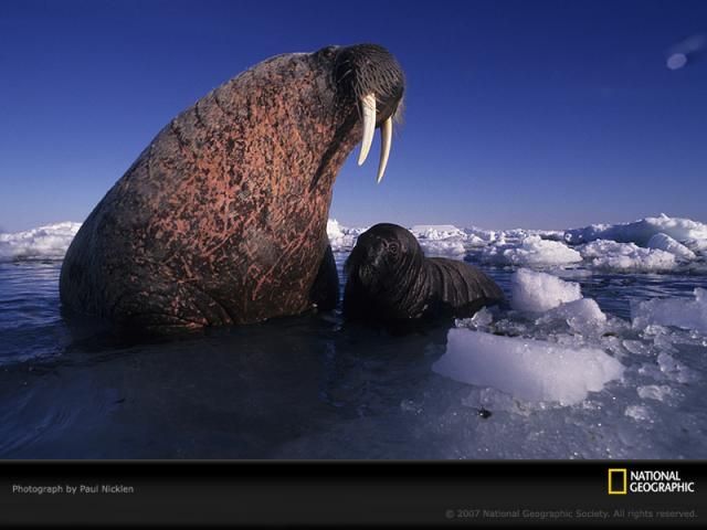 Animal and wildlife photography by National Geographic