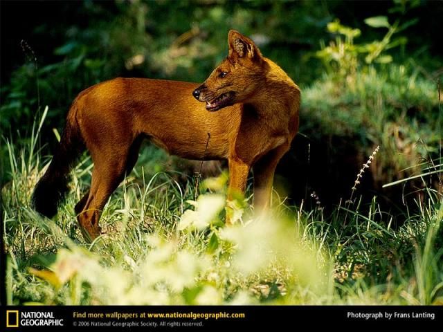 Animal and wildlife photography by National Geographic