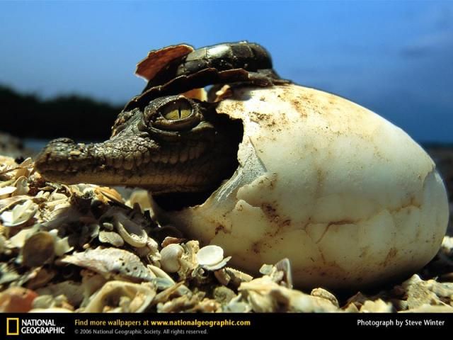 Animal and wildlife photography by National Geographic