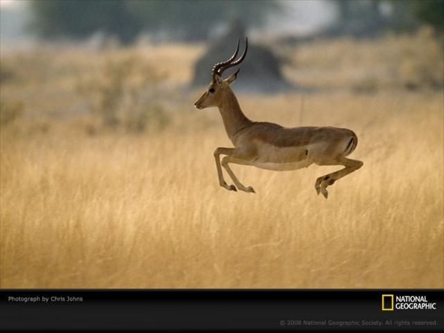 Animal and wildlife photography by National Geographic