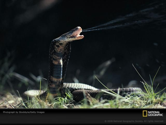 Animal and wildlife photography by National Geographic