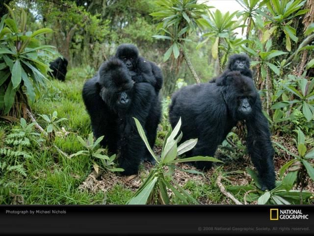 Animal and wildlife photography by National Geographic