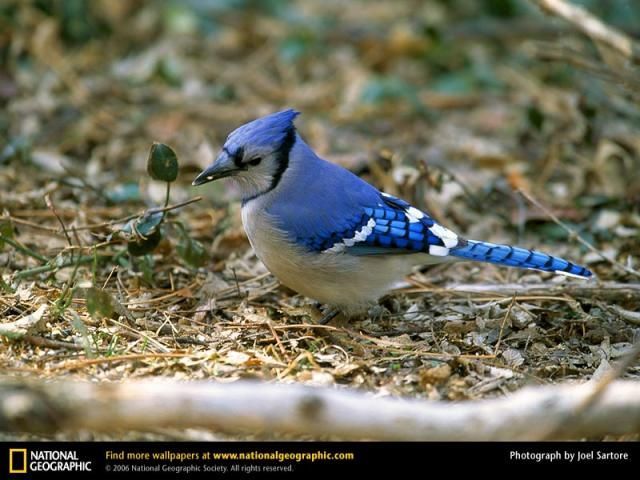 Animal and wildlife photography by National Geographic